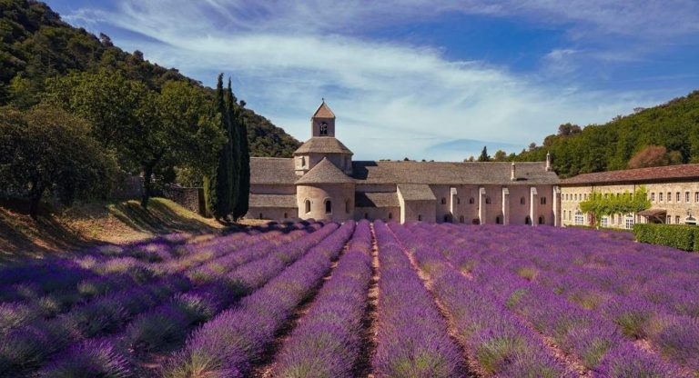 Abbaye romane en pierre precedee de rangees de lavande en fleurs