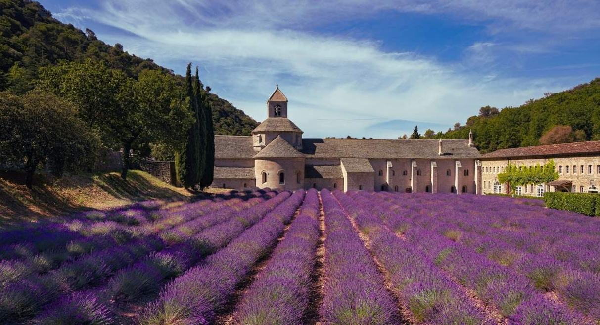 Abbaye romane en pierre precedee de rangees de lavande en fleurs