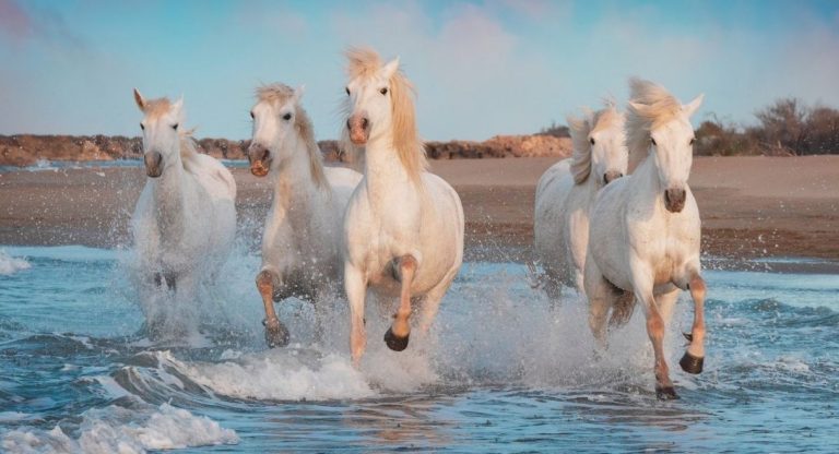 Chevaux blancs de Camargue galopant dans les vagues près de la plage