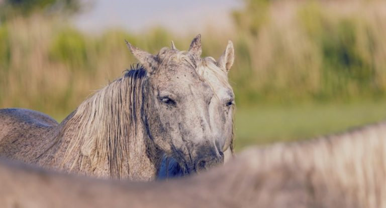 Chevaux blancs de Camargue dans un marais borde de roseaux