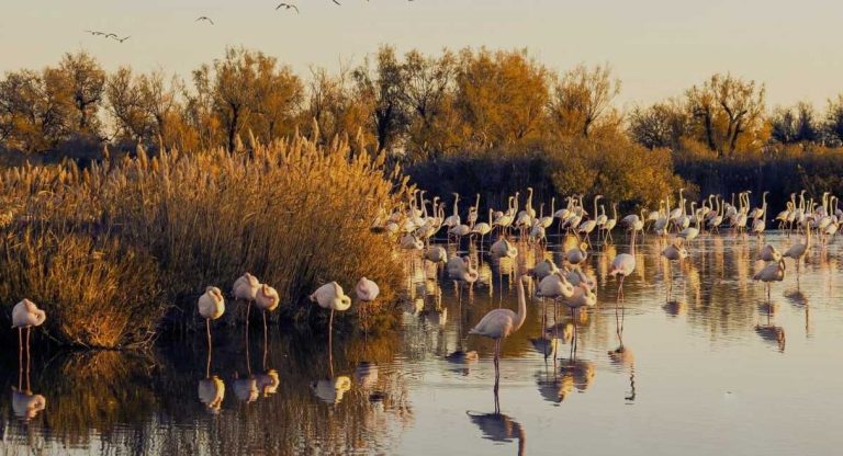 Flamants roses dans un étang de Camargue bordé de roseaux au coucher du soleil