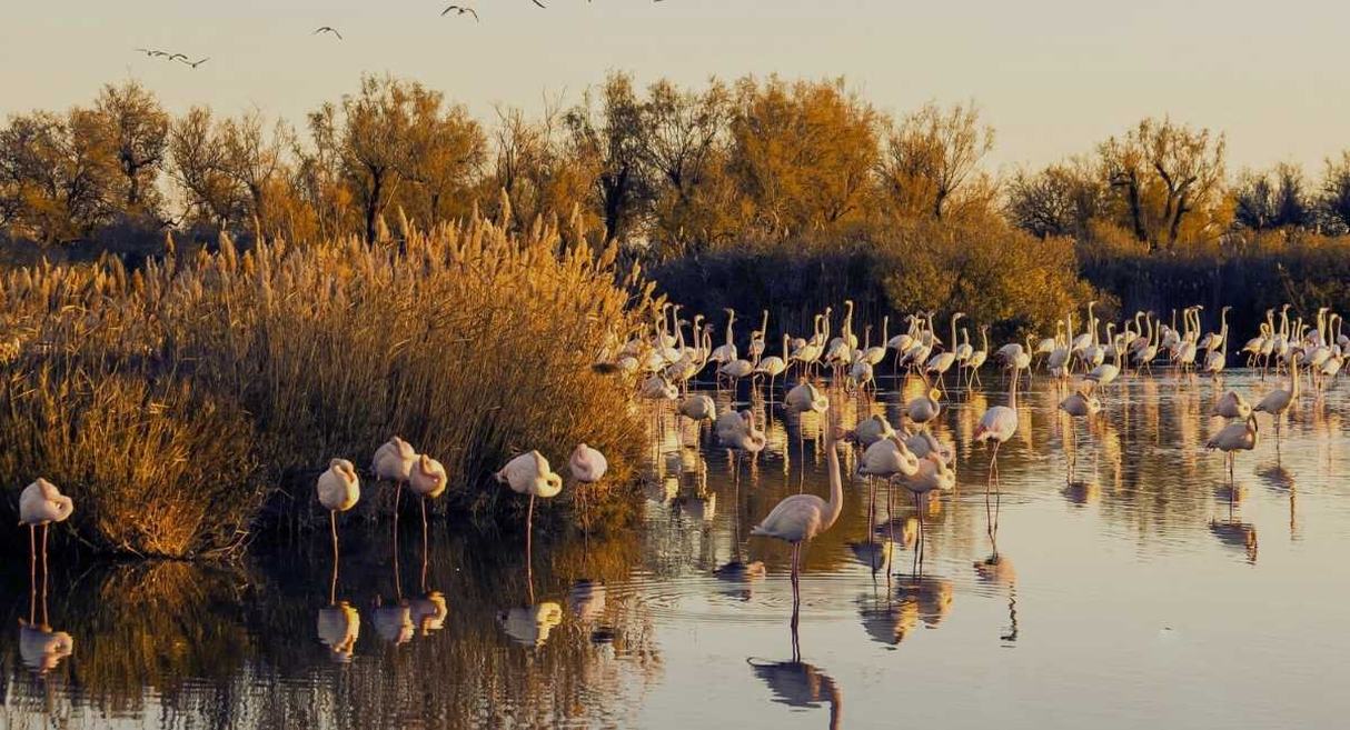 Flamants roses dans un étang de Camargue bordé de roseaux au coucher du soleil