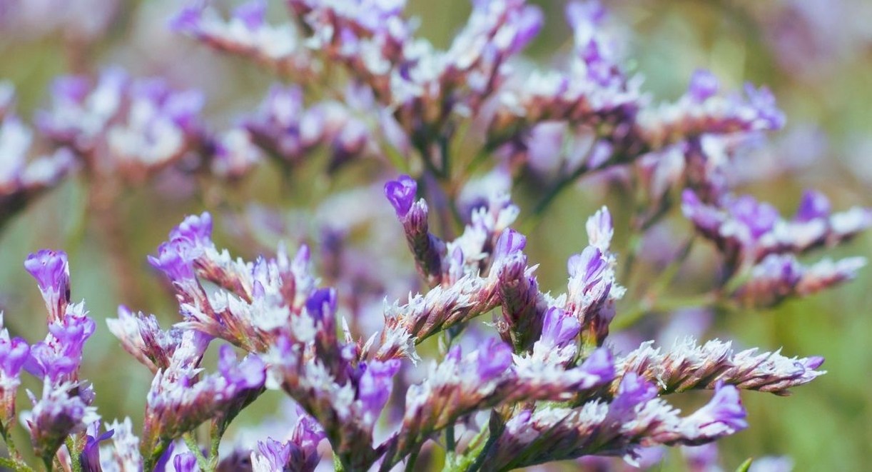 Fleurs violettes de saladelle, la lavande de mer des zones littorales