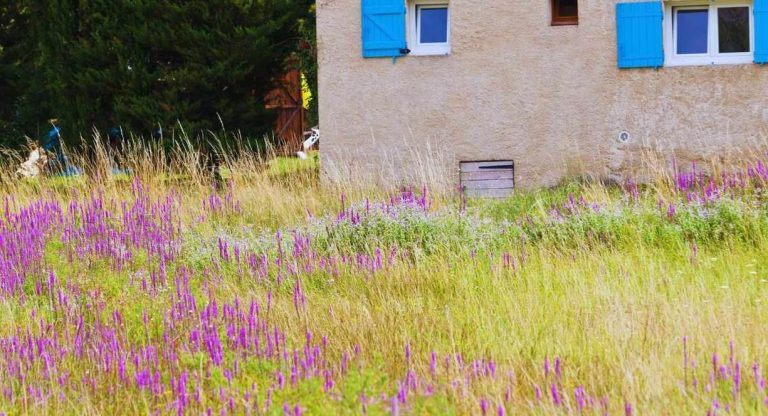 Maison aux volets bleus entouree d une prairie de fleurs violettes en Provence