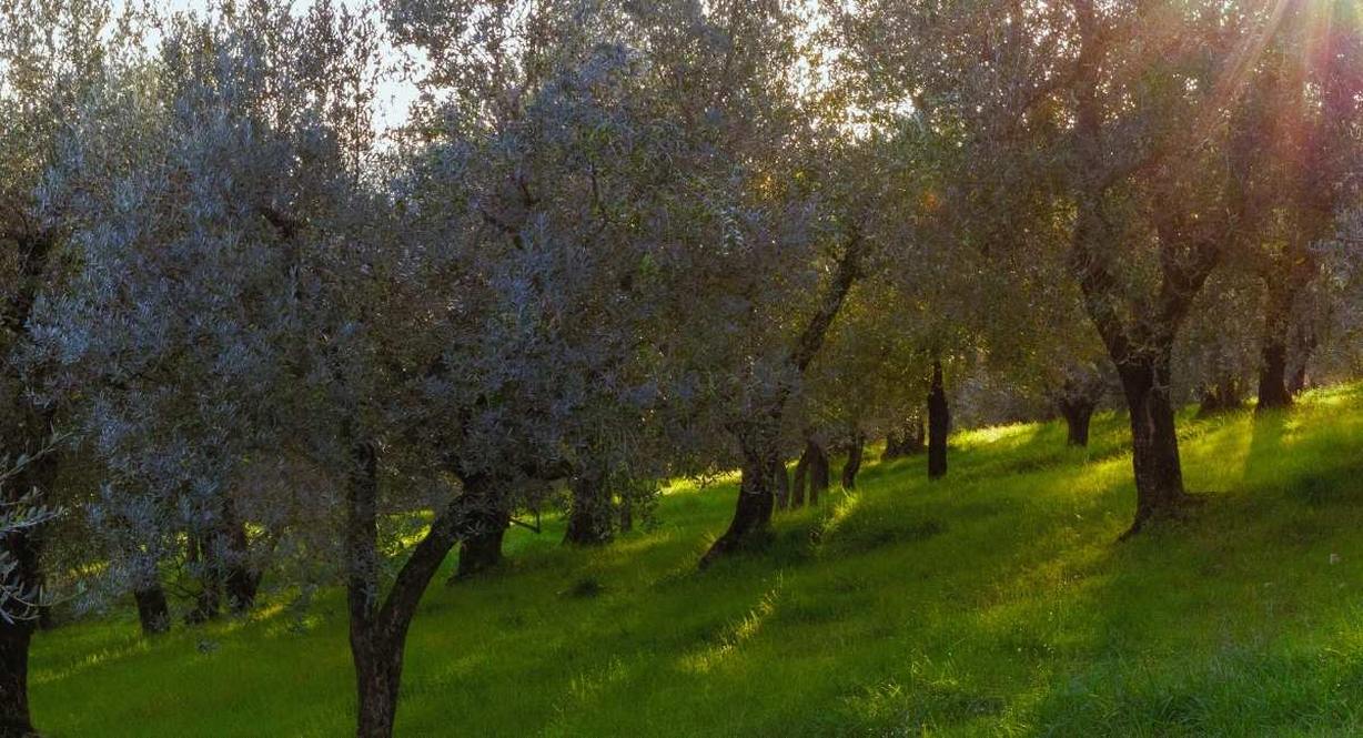 Oliviers alignes dans une prairie verte traversee par la lumiere du matin