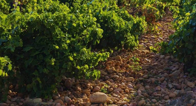 Rangs de vigne sur un sol de galets roulés dans la vallée du Rhône