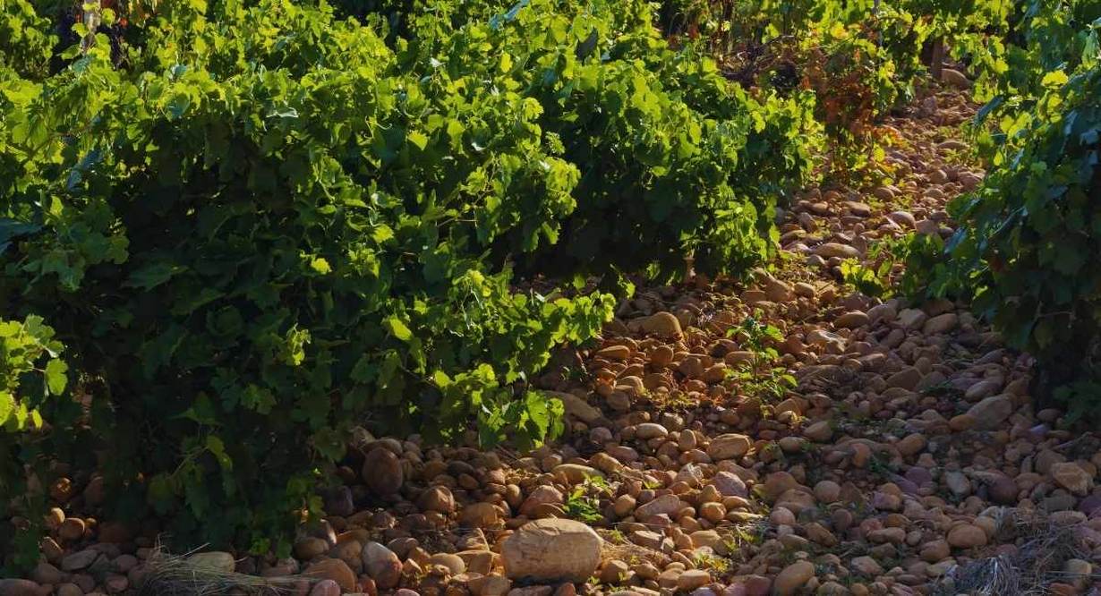 Rangs de vigne sur un sol de galets roulés dans la vallée du Rhône