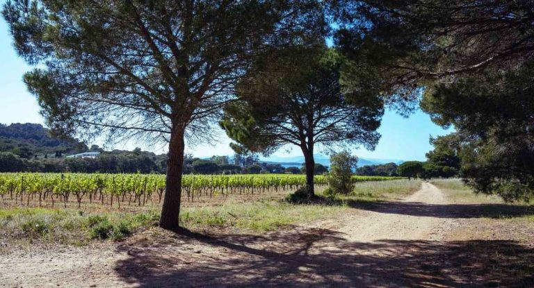 Chemin de terre bordé de pins parasols le long d'un vignoble provençal