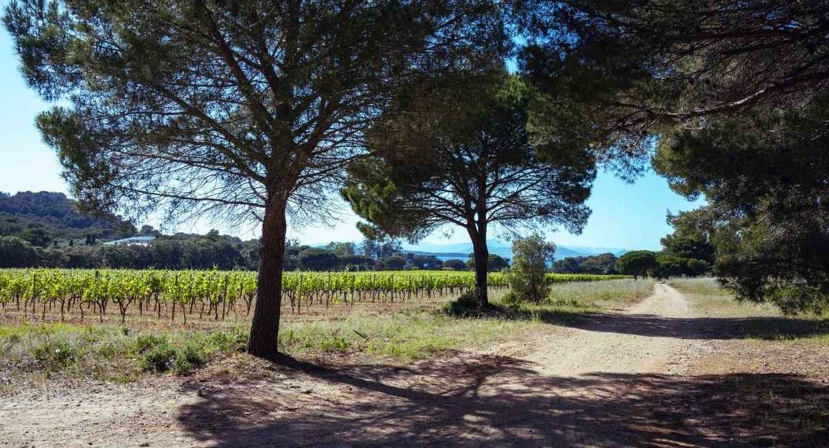 Chemin de terre bordé de pins parasols le long d'un vignoble provençal